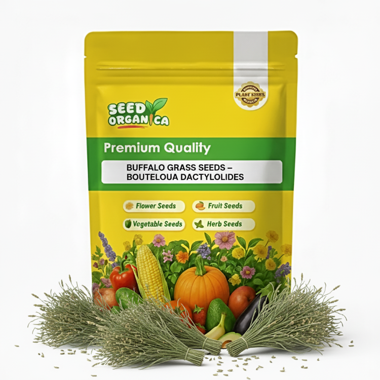 Buffalo Grass Seeds – Bouteloua Dactyloides