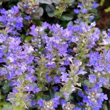 Bugleweed Seeds