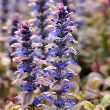 Bugleweed Seeds for Planting