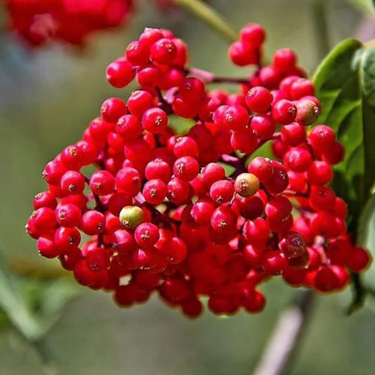 Bunchberry Seeds