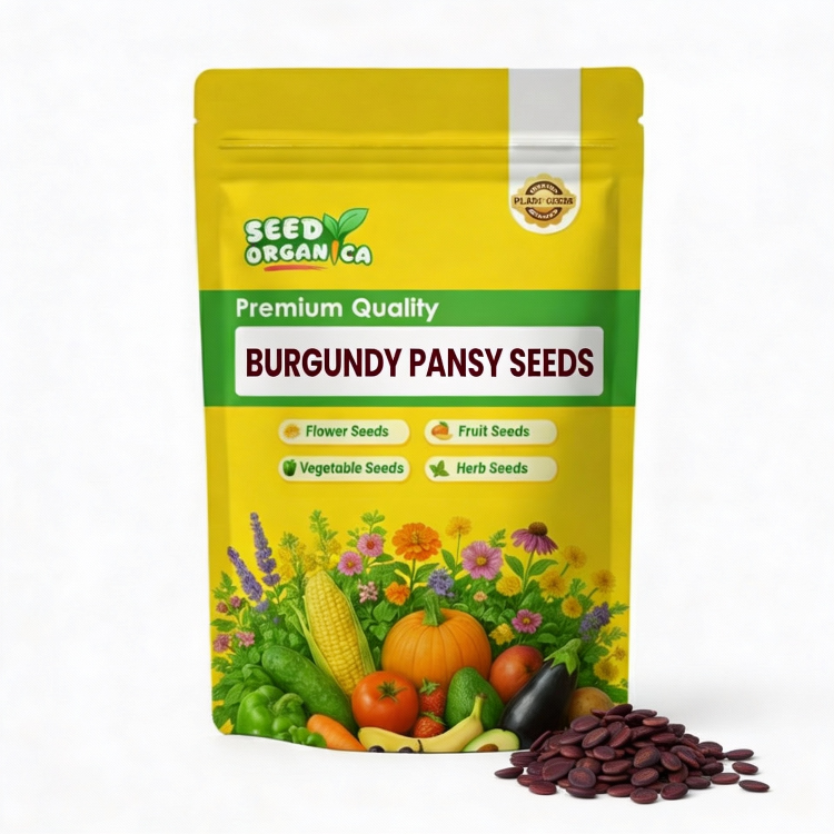 Burgundy Pansy Seeds