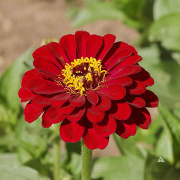 Burgundy Red Zinnia Seeds - Flower Plant