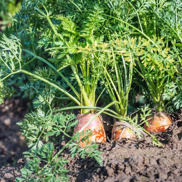 Burpee Carrot Seeds