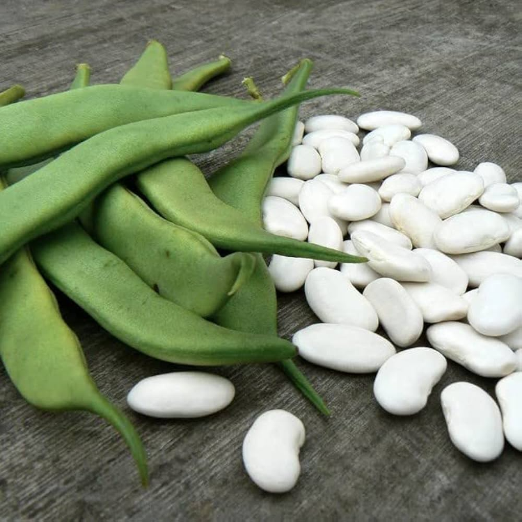 Bush Bean Seeds – White