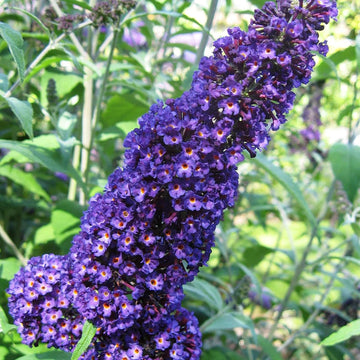Butterfly Bush Seeds – Purple
