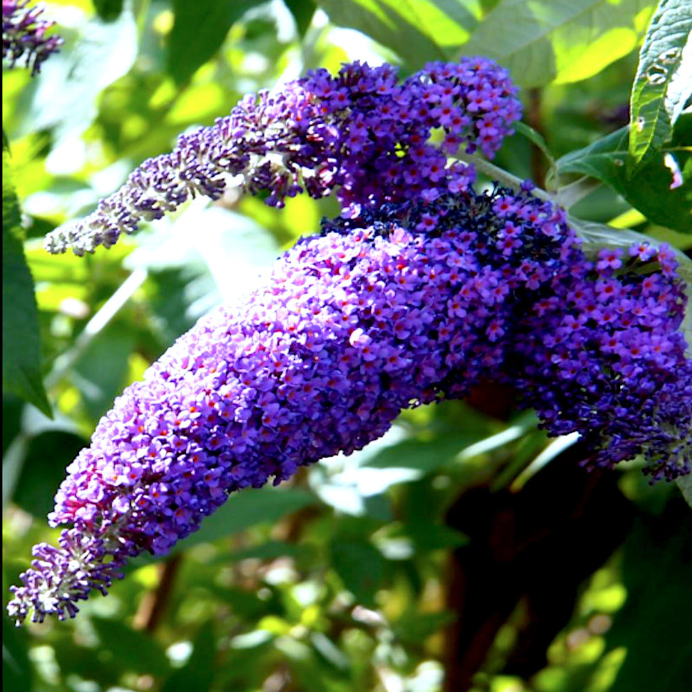 Butterfly Bush Seeds – Purple
