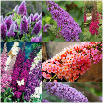 Butterfly Bush Seeds