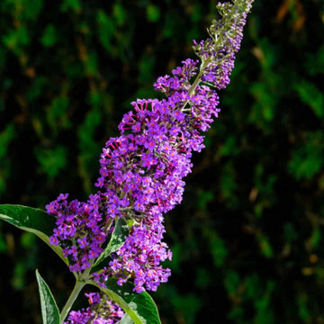 Butterfly Bush Seeds – Nanho Blue
