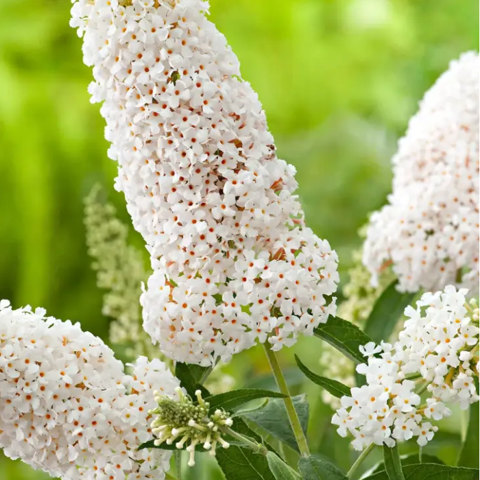 Butterfly Bush Seeds – White
