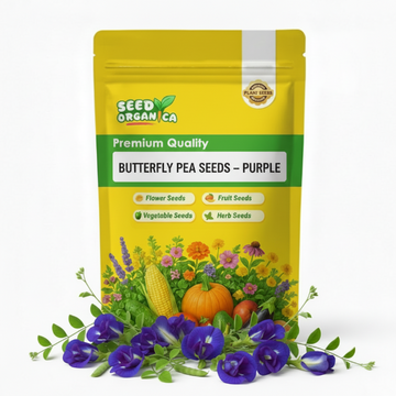 Butterfly Pea Seeds – Purple