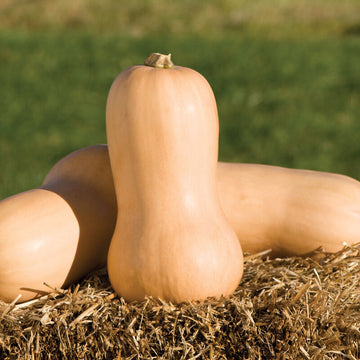 Butternut Squash Seeds – Waltham
