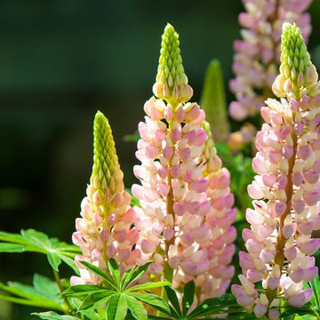 Baby Pink Lupine Seeds –  Flower Plant