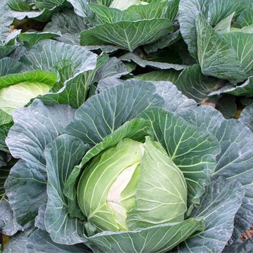 Cabbage Seeds – TEMP Round Hybrid