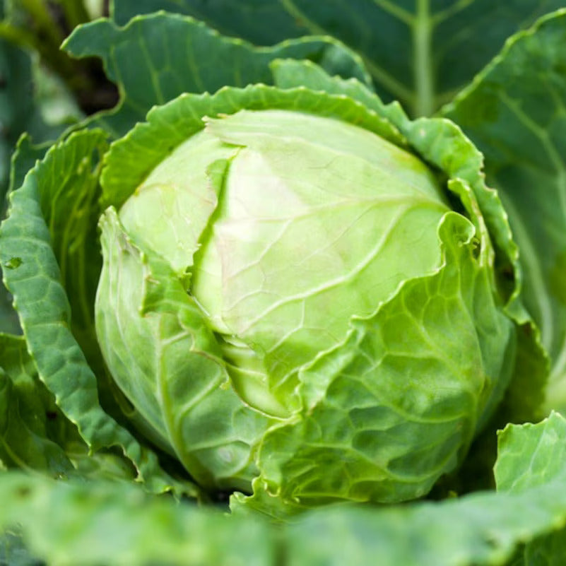 Cabbage Seeds – Crisp Leaf
