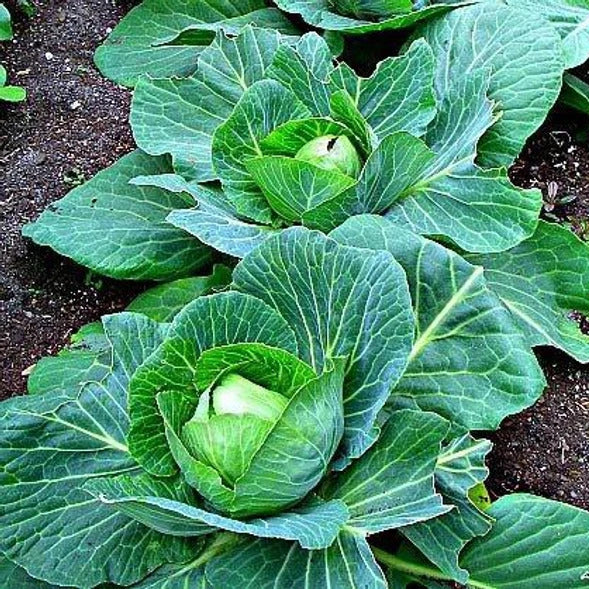 Cabbage Seeds – Crisp Leaf

