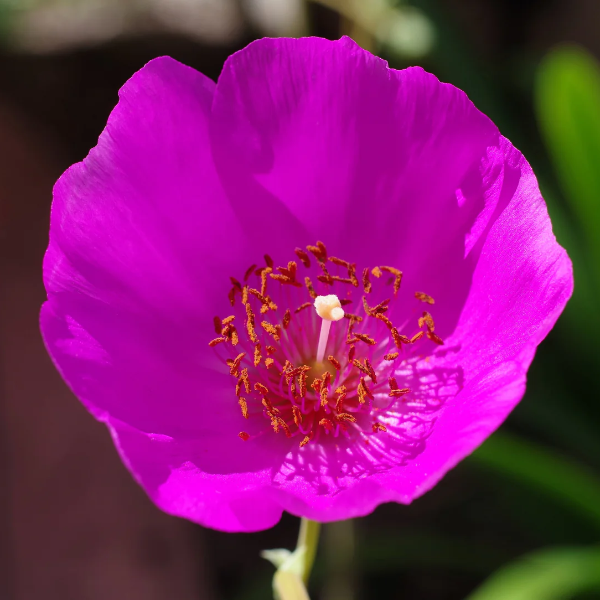 Calandrinia Seeds – Ruby Tuesday
