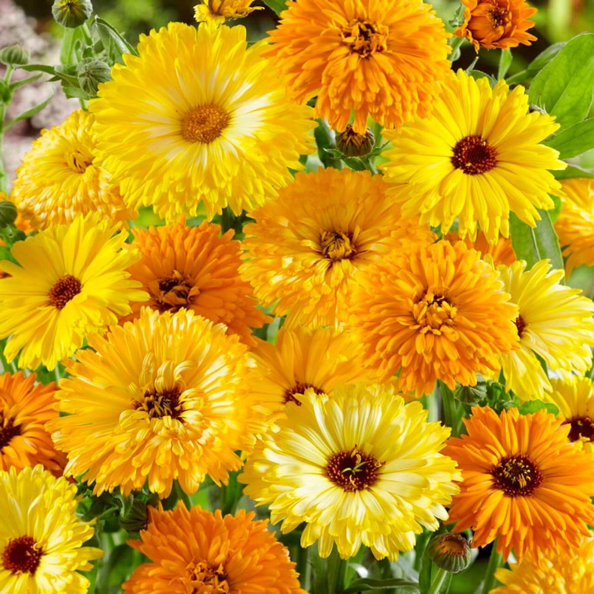 Calendula Seeds – Fancy Mix