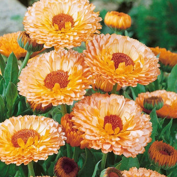Calendula Seeds – Pink Heirloom
