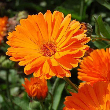 Calendula Seeds – Heirloom