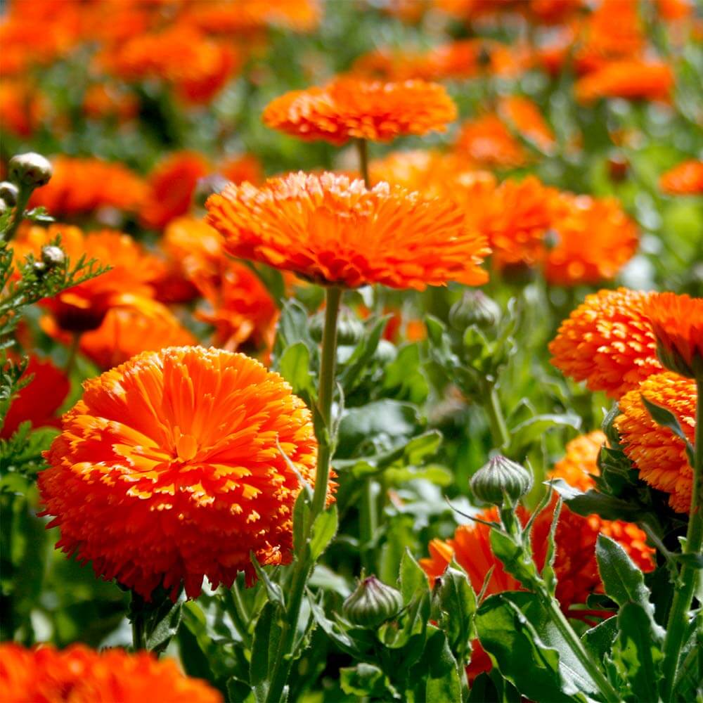 Calendula Seeds – Heirloom