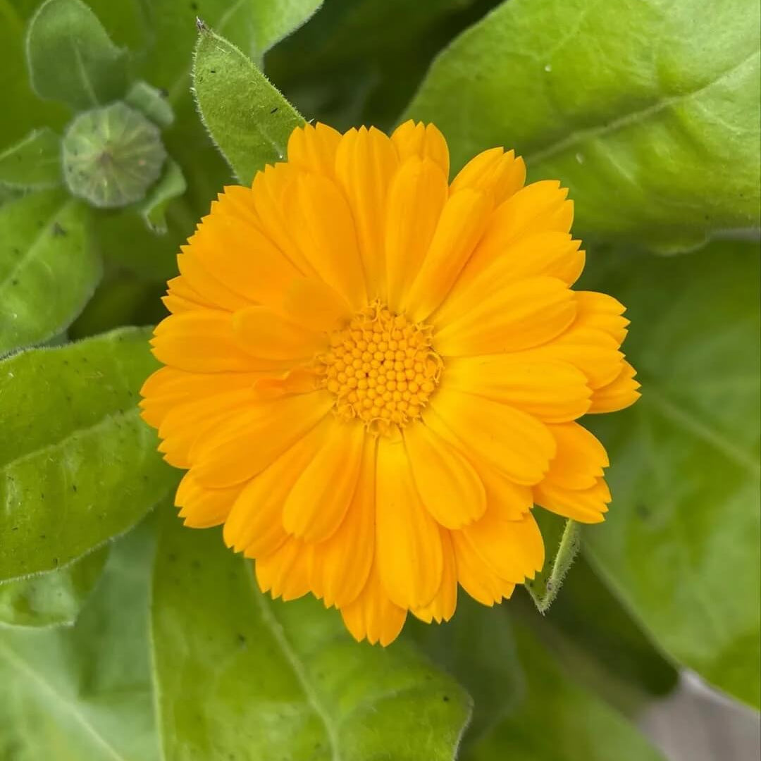 Calendula Seeds – Resina