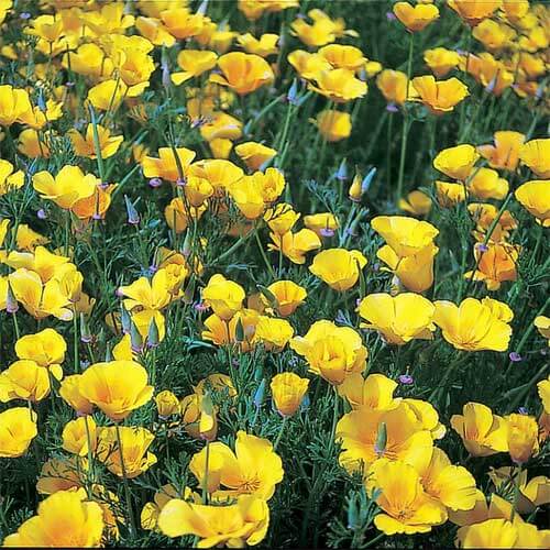 Cali flower Seeds – Wildflower Mix Heirloom
