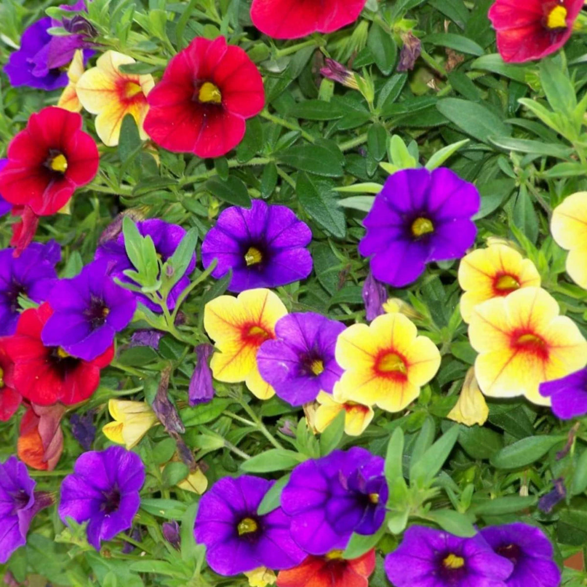 Calibrachoa Seeds – Mixed
