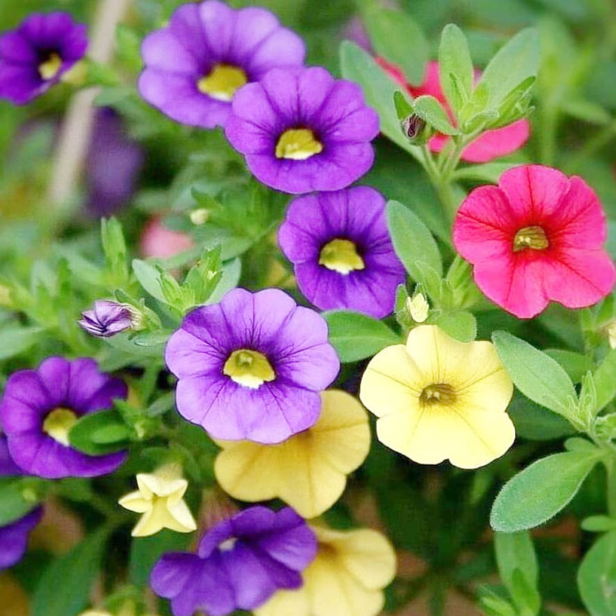 Calibrachoa Seeds – Mixed
