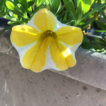 Calibrachoa Seeds – Superbells Lemon Slice
