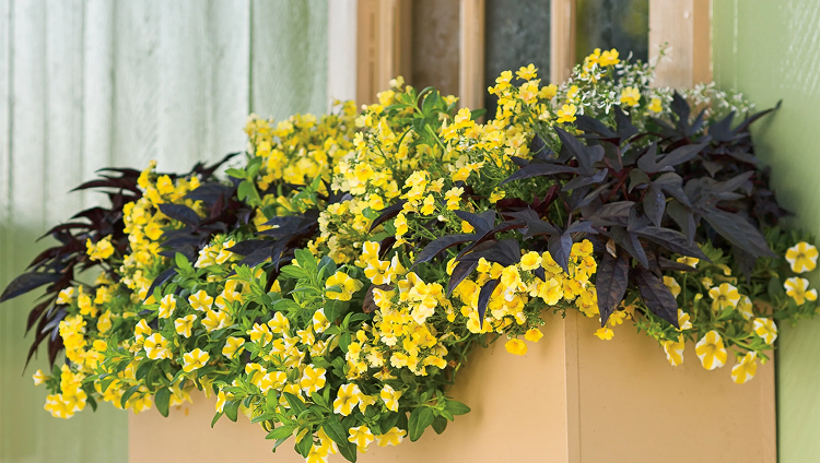 Calibrachoa Seeds – Superbells Lemon Slice
