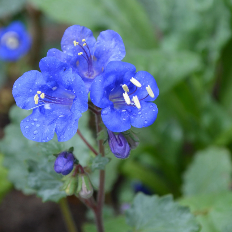 California Bluebell Seeds - Heirloom, Hardy

