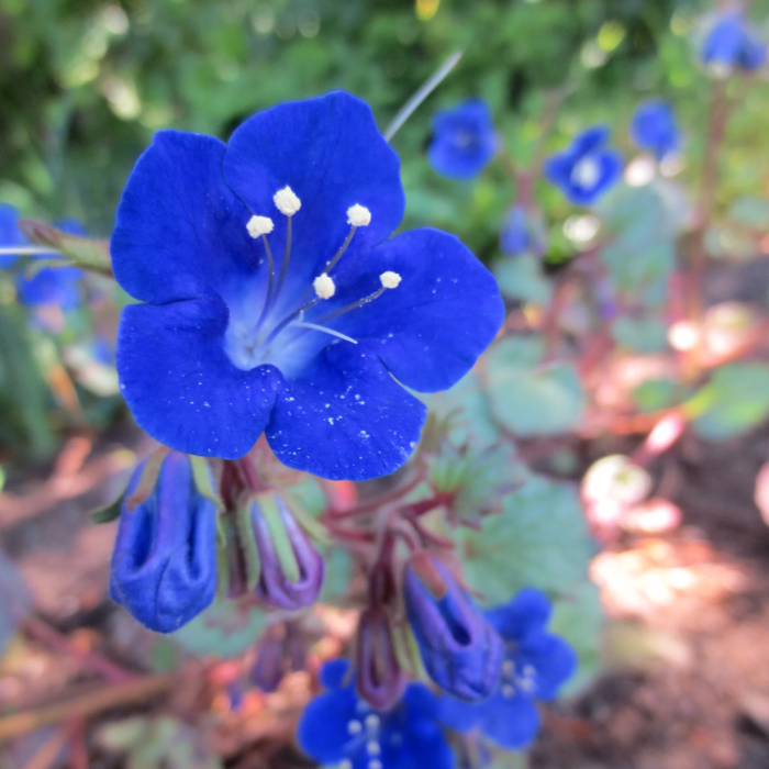 California Bluebell Seeds - Heirloom, Hardy
