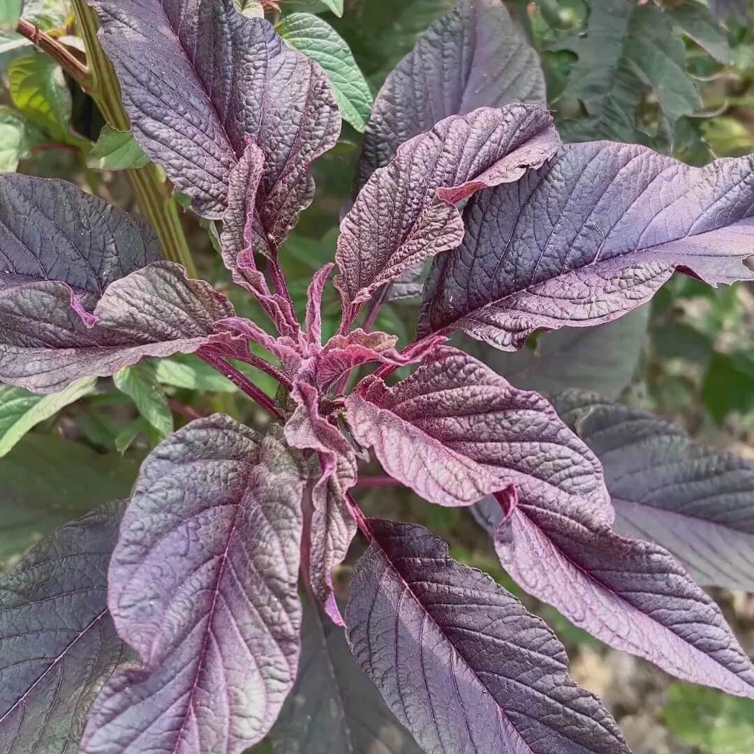 Callaloo Seeds – Violet Jamaican