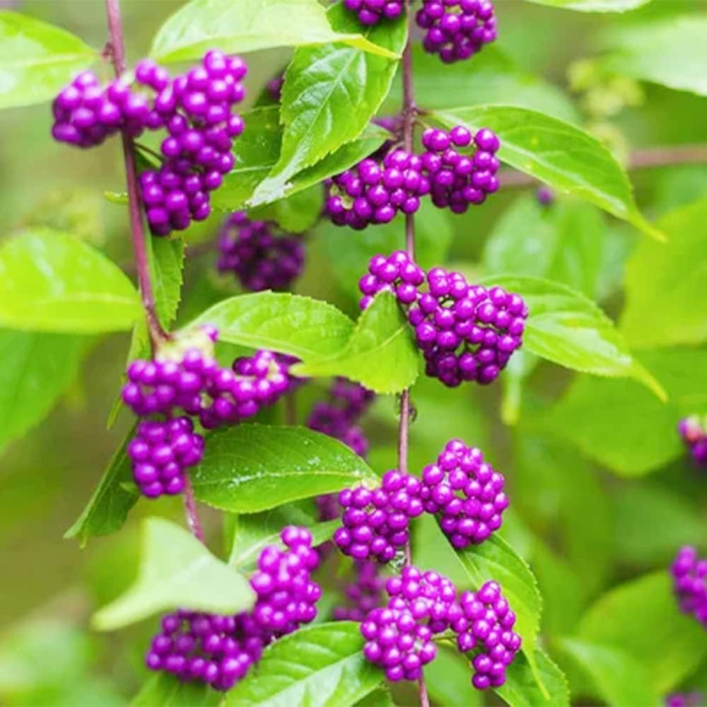 Callicarpa Seeds – Americana
