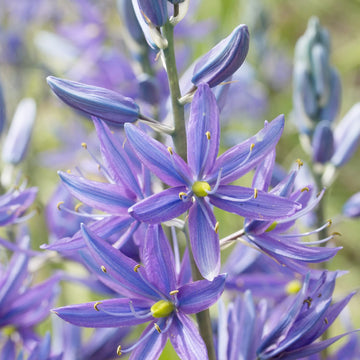 Camassia Quamash Seeds – Wild Hyacinth
