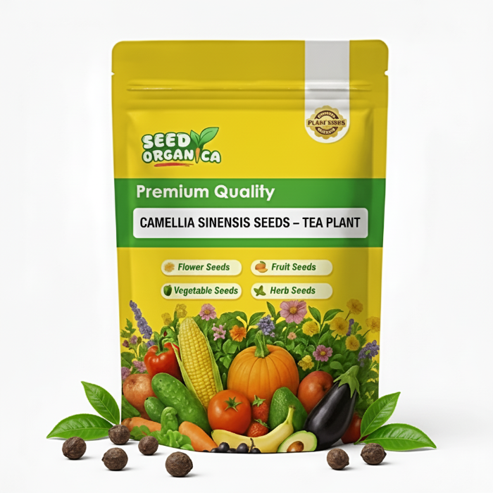 Camellia Sinensis Seeds – Tea Plant