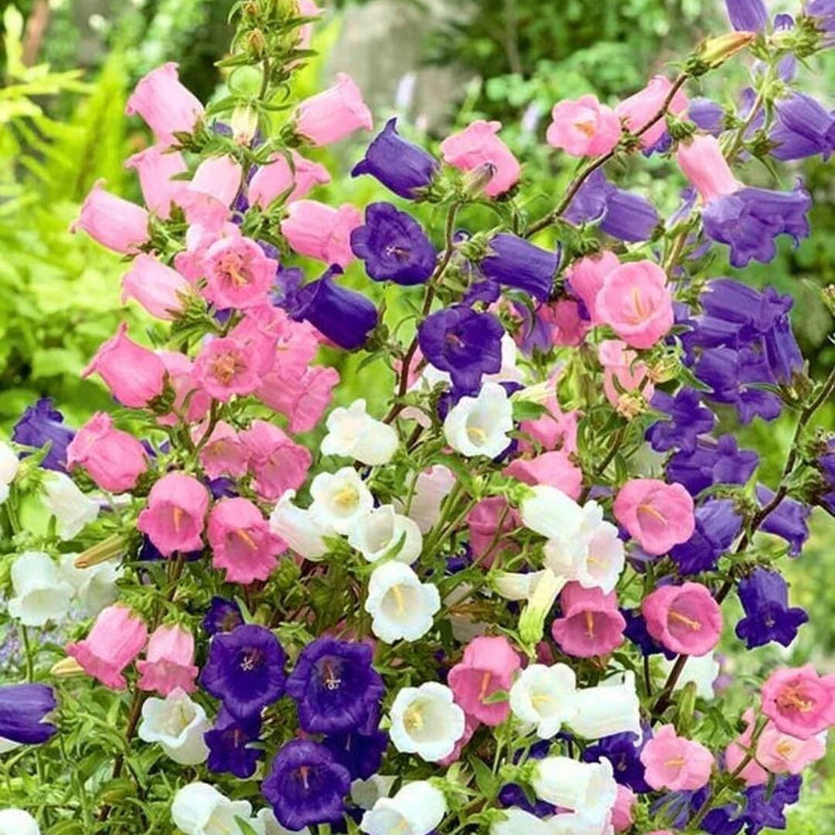 Campanula mixed bell flowers – pink white purple blooms – garden ornamental plant