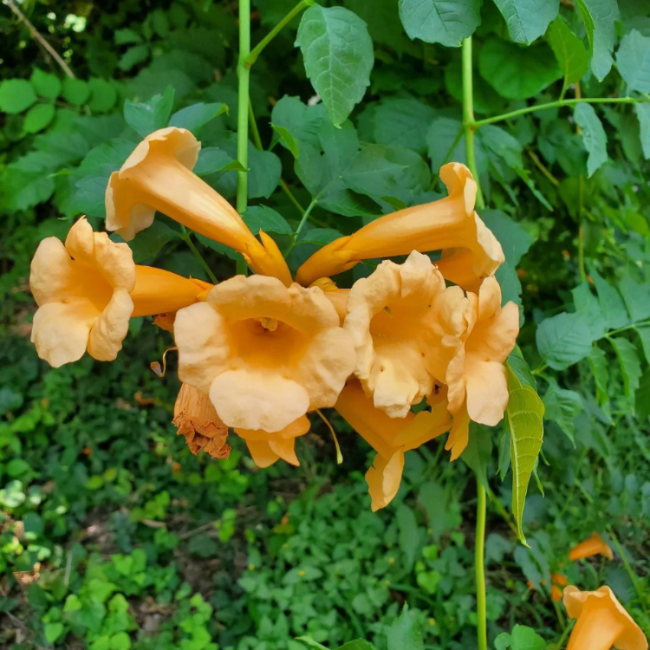 Campsis Radicans Seeds – Flava

