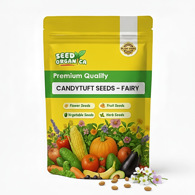 Candytuft Seeds – Fairy