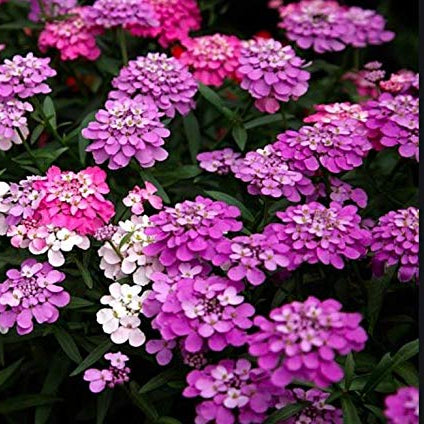 Candytuft Seeds – Fairy