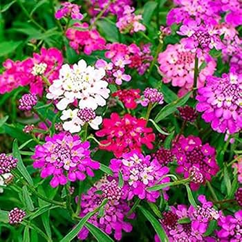 Candytuft Seeds – Fairy