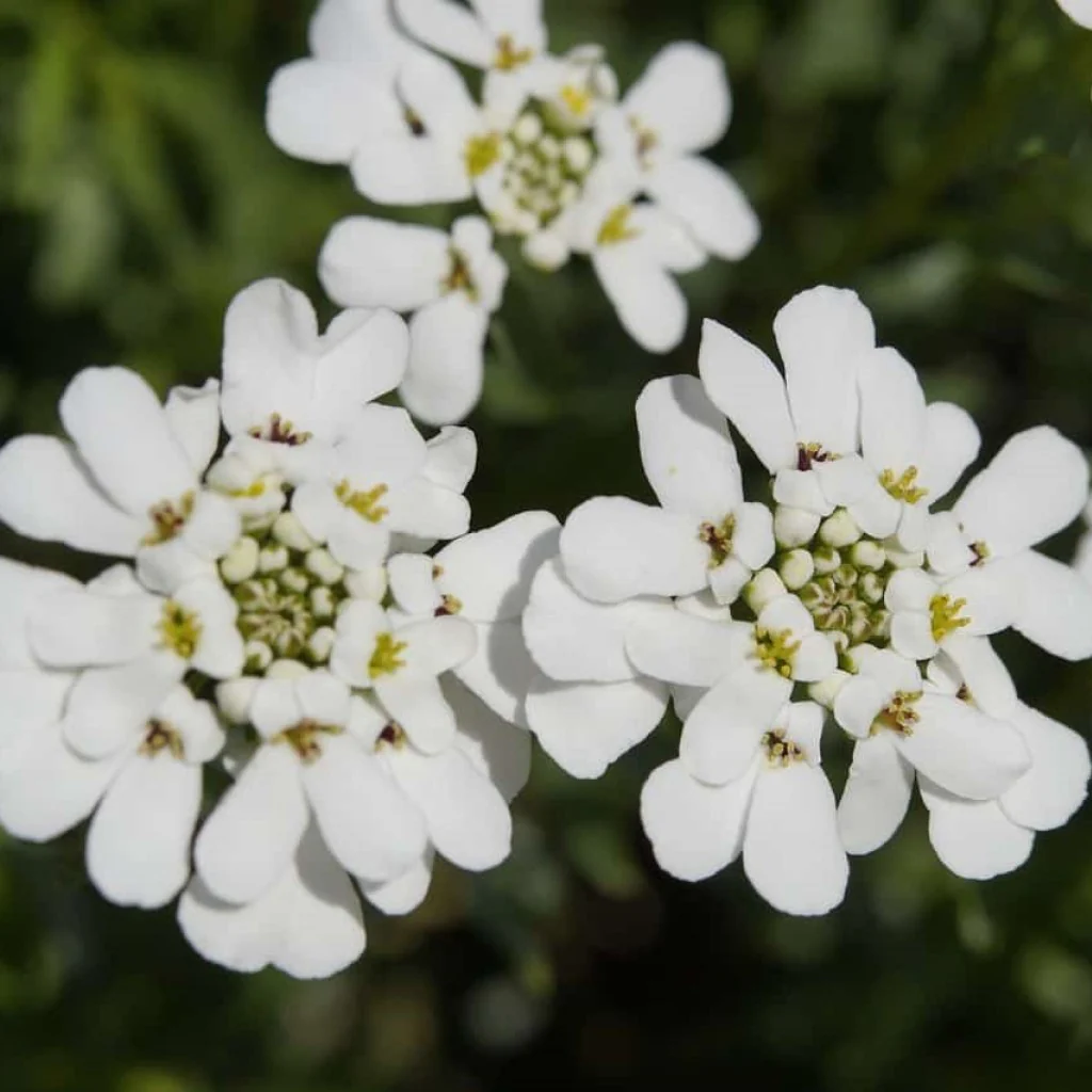 Candytuft Seeds – Hardy Annual
