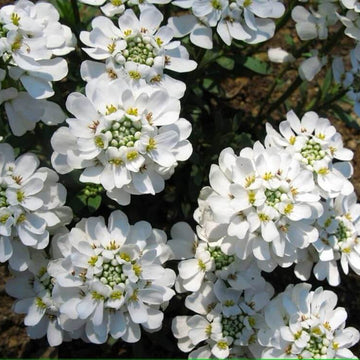 Candytuft Seeds – Iberis