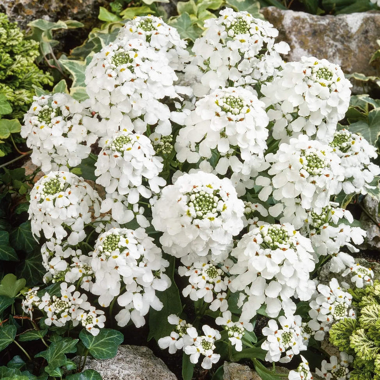 Candytuft Seeds – Iberis