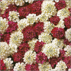 Candytuft Seeds – Red & White Mix