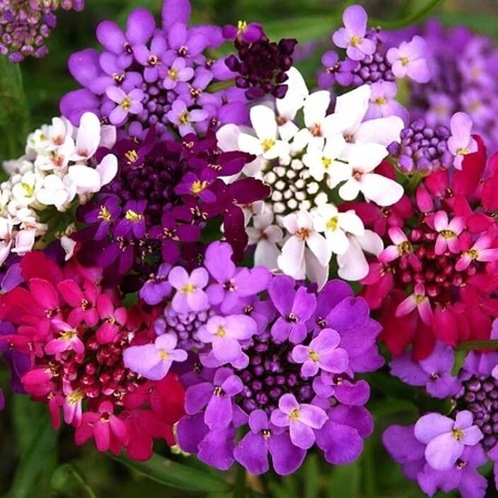 Candytuft Seeds – Wildflower Mix Heirloom
