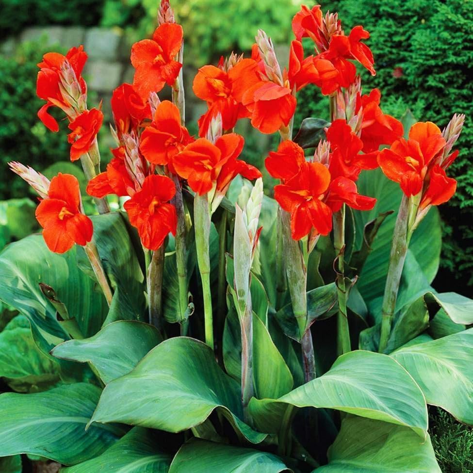Canna Lily Seeds – Red
