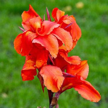 Canna Lily Seeds – Red
