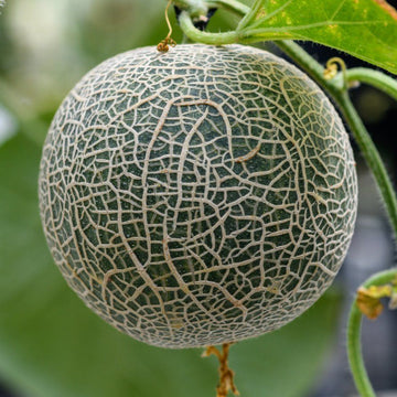 Cantaloupe Seeds - Tuscan
