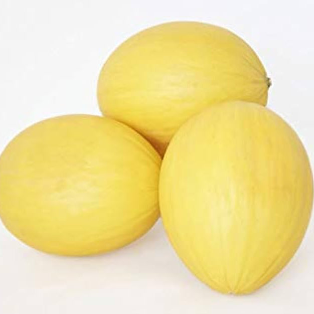 Cantaloupe Seeds – Yellow